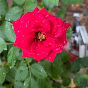 Meet your Posher, Yralmis